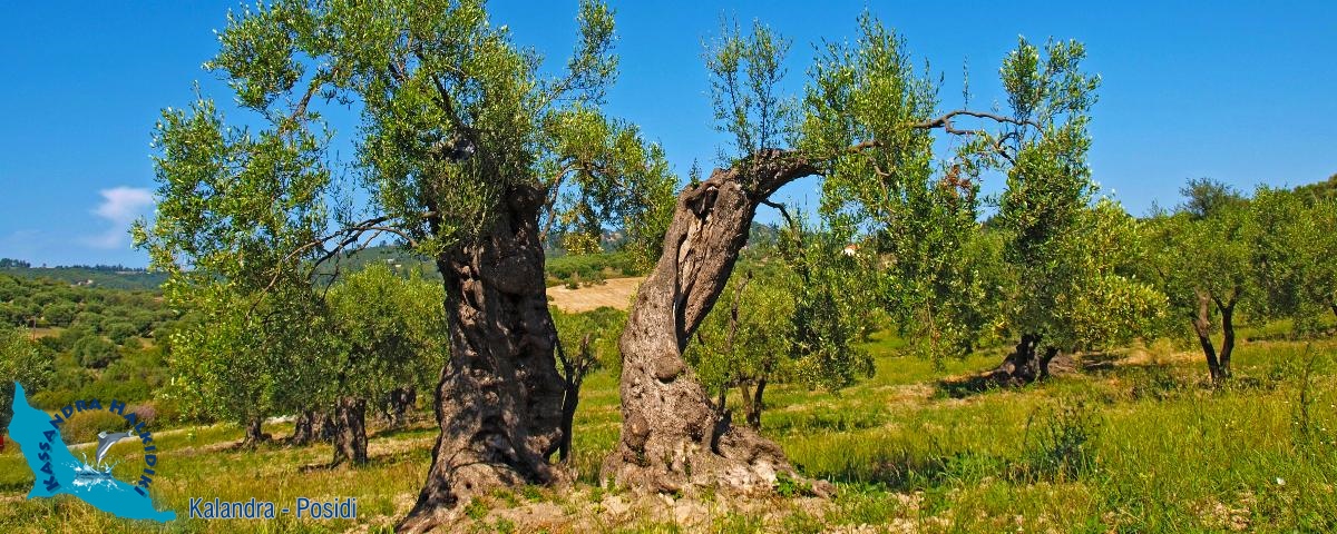 16-kalandra-old-olive-trees-p5254032-850x340_1200x480-logo